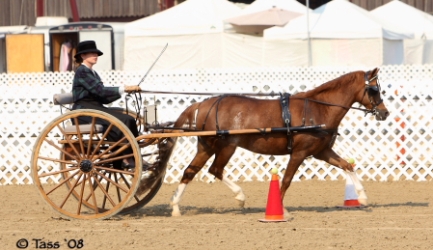 Goldhills Mystique LOM/AOE - section B Welsh mare