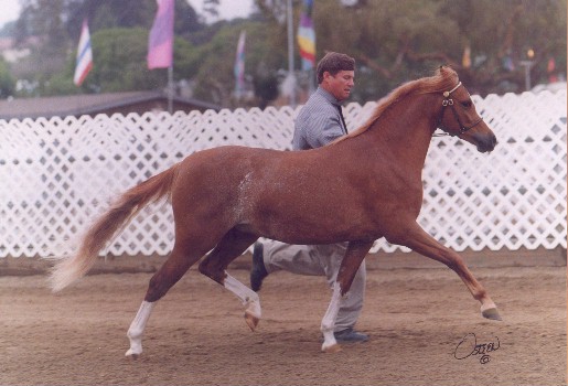 Goldhills Mystique - Section B Welsh Pony Mare