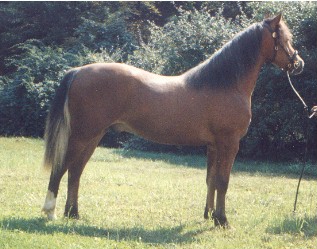 Okeden Welsh Flyer - Welsh Cob Stallion