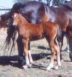 Goldhills Hot Fudge - Section D Welsh Cob Filly