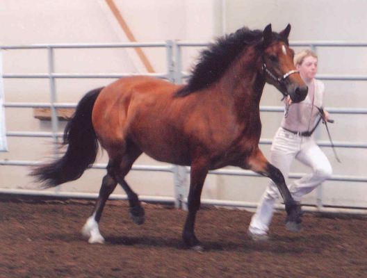 Goldhills Hot Fudge - WPCSA National Champion Section D Welsh Filly