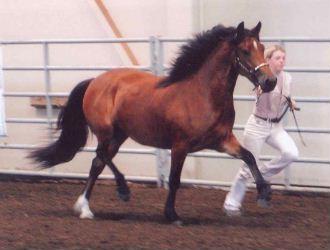 Goldhills Hot Fudge - National Champion Section D Welsh Cob filly