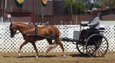 Goldhills All That Glitters LOM - Section B Welsh Pony Mare