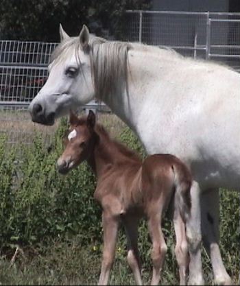 Goldhills All That Glitters - Section B Welsh Pony filly