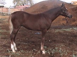 Goldhills All That Glitters - Section B Welsh Pony filly