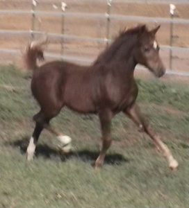 Goldhills All That Glitters - Section B Welsh Pony filly