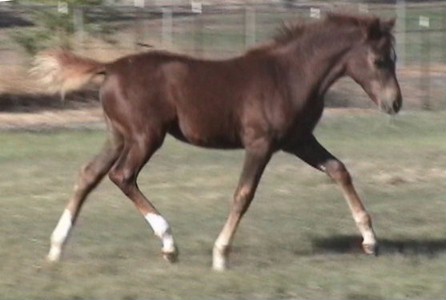Goldhills All That Glitters - Section B Welsh Pony filly
