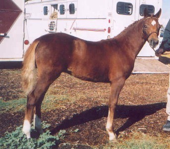 Goldhills All That Glitters - Section B Welsh Filly