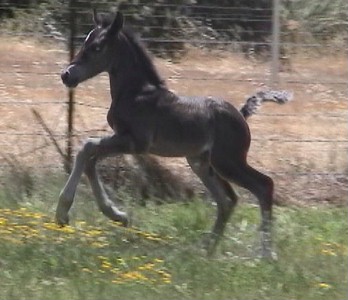 Goldhills Gin-n-Tonic - Section D Welsh Cob Colt