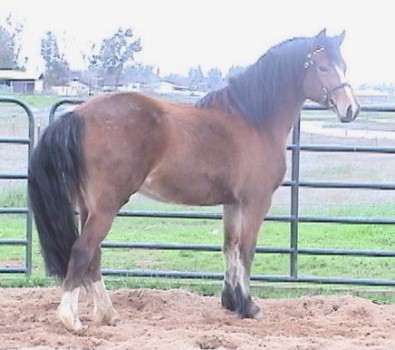 Goldhills Bit O Honey - Section D Welsh Cob Mare