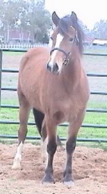 Goldhills Bit O Honey - Section D Welsh Mare