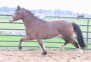 Goldhills Bit O Honey - Section D Welsh Cob Mare