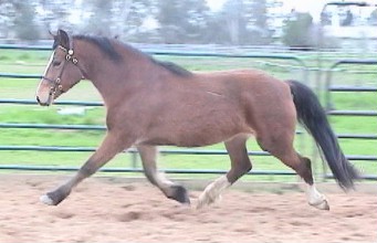 Goldhills Bit O Honey - Section D Welsh Mare