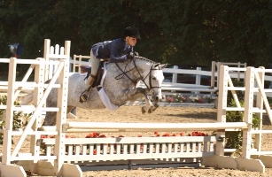 Hands Up - Champion 1/2 Welsh Hunter Pony sired by Call the Cops