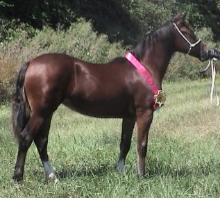 Goldhills Hanky Panky - Section D Welsh Mare