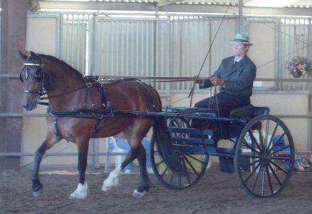 Goldhills Hanky Panky - Section D Welsh Filly - First Show!