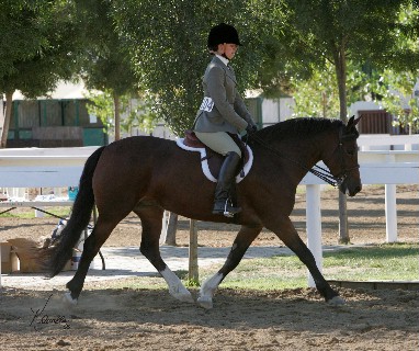 Goldhills Hanky Panky - National Champion Section D Mare