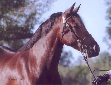 Goldhills Hanky Panky - Section D Welsh cob mare