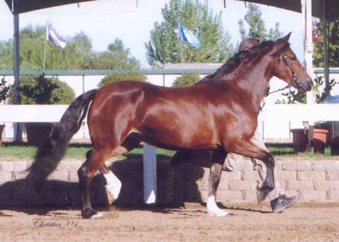 Goldhills Hanky Panky - Section D Welsh Cob mare