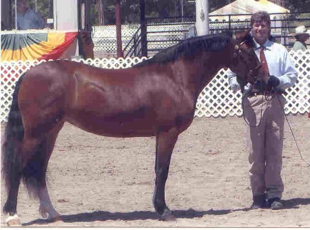 Goldhills Hanky Panky - Welsh Cob Filly