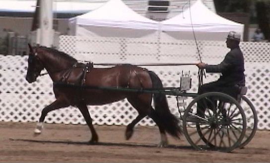 Goldhills Hanky Panky - Section D Welsh Mare