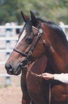 *Okeden Honeysuckle - Section D Welsh Cob Mare