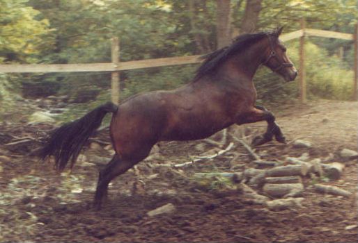 *Okeden Honeysuckle - Section D Welsh Cob Mare