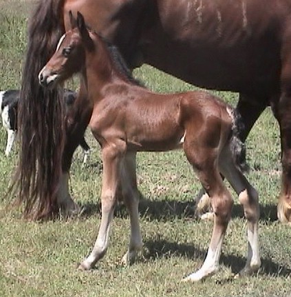 Goldhills Welsh Legacy - Section D Welsh Cob filly