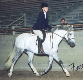 Goldhills As You Wish  - Section B Welsh Mare - English Pleasure Champion