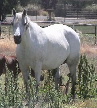 Goldhills As You Wish - Champion Welsh Pony Mare - Section B