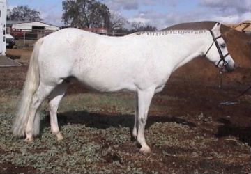 Goldhills As You Wish - Section B Welsh mare