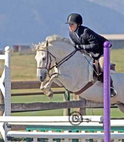 Goldhills Lone Star - Section B Welsh pony gelding aka Picture Perfect