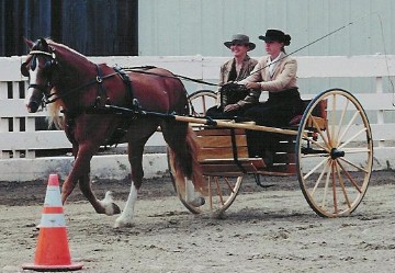 Goldhills Makayla - Section D Welsh Cob Mare