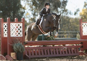 Goldhills Marquee - Section B Welsh gelding