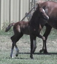 Goldhills Maverick - Section B Welsh Pony Colt