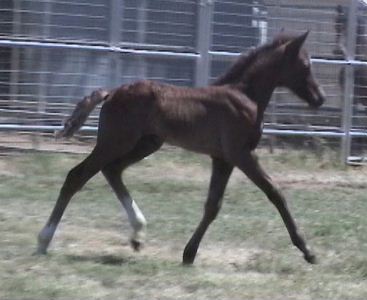 Goldhills Maverick - Section B Colt - one week old