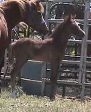 Goldhills Maverick - Section B Welsh Pony colt