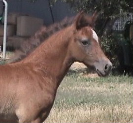 Goldhills Maverick - Section B Welsh Pony colt