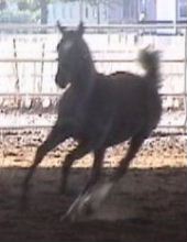 Goldhills Maverick - Section B Welsh Pony colt & ASPR 1st Premium