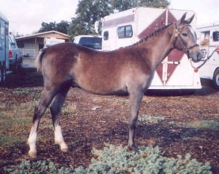 Goldhills Maverick - Section B Welsh Pony colt - ASPR Inspection