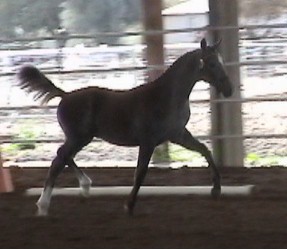 Goldhills Maverick - Section B Welsh Pony colt - ASPR 1st Premium