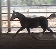 Goldhills Maverick - Section B Welsh Pony colt & ASPR 1st Premium