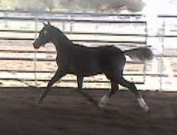 Goldhills Maverick - Section B Welsh Pony colt & ASPR 1st Premium