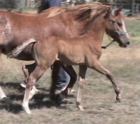Goldhills Maverick - Section B Welsh Pony colt - 1 month old