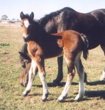 Goldhills Hot Mocha - Section D Welsh cob filly