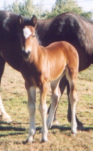 Goldhills Hot Mocha - Section D Welsh cob filly