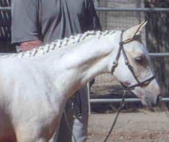 Goldhills Most Wanted - 2003 Section B Welsh colt at his Sport Pony Inspection