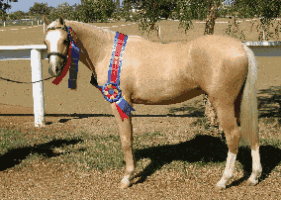 Goldhills Most Wanted - Section B Welsh Pony colt