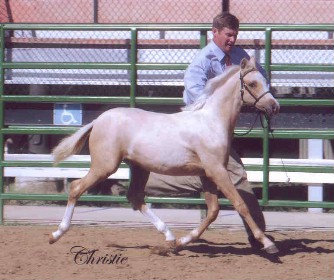 Goldhills Most Wanted - winning his Section B Welsh class