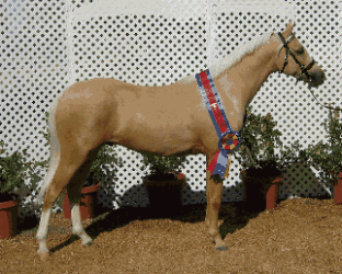 Goldhills Most Wanted - Section B Welsh Pony colt